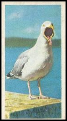 9 Herring Gull